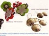 Plants: image 1 0f 4 thumb